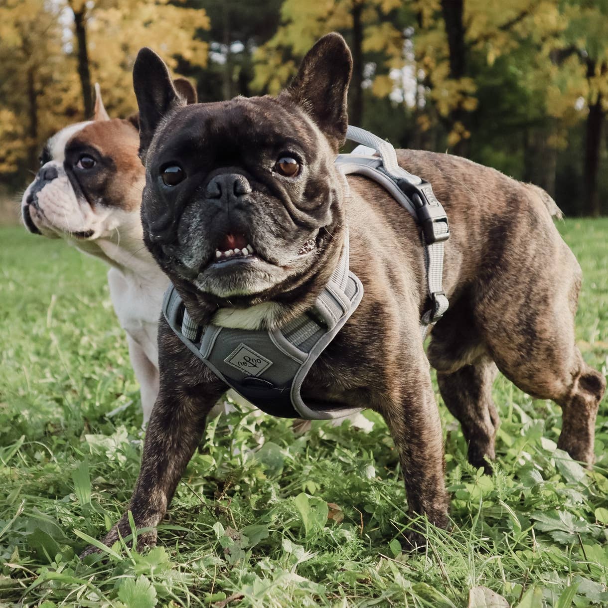 Reflective anti-pull harness