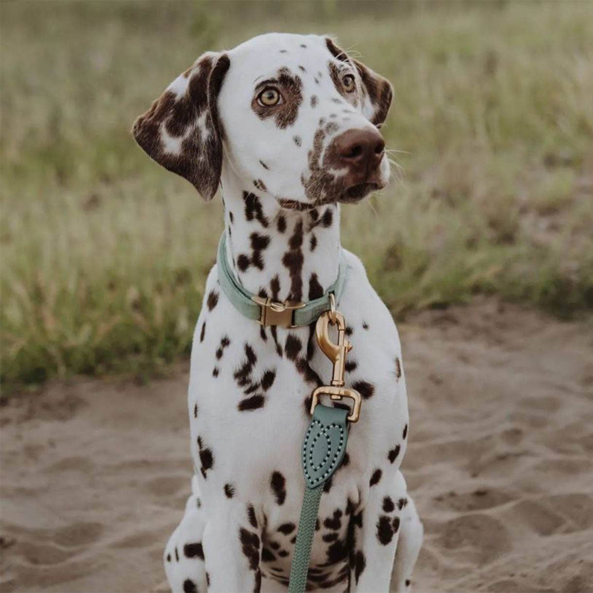 Laisse en polyamide et cuir