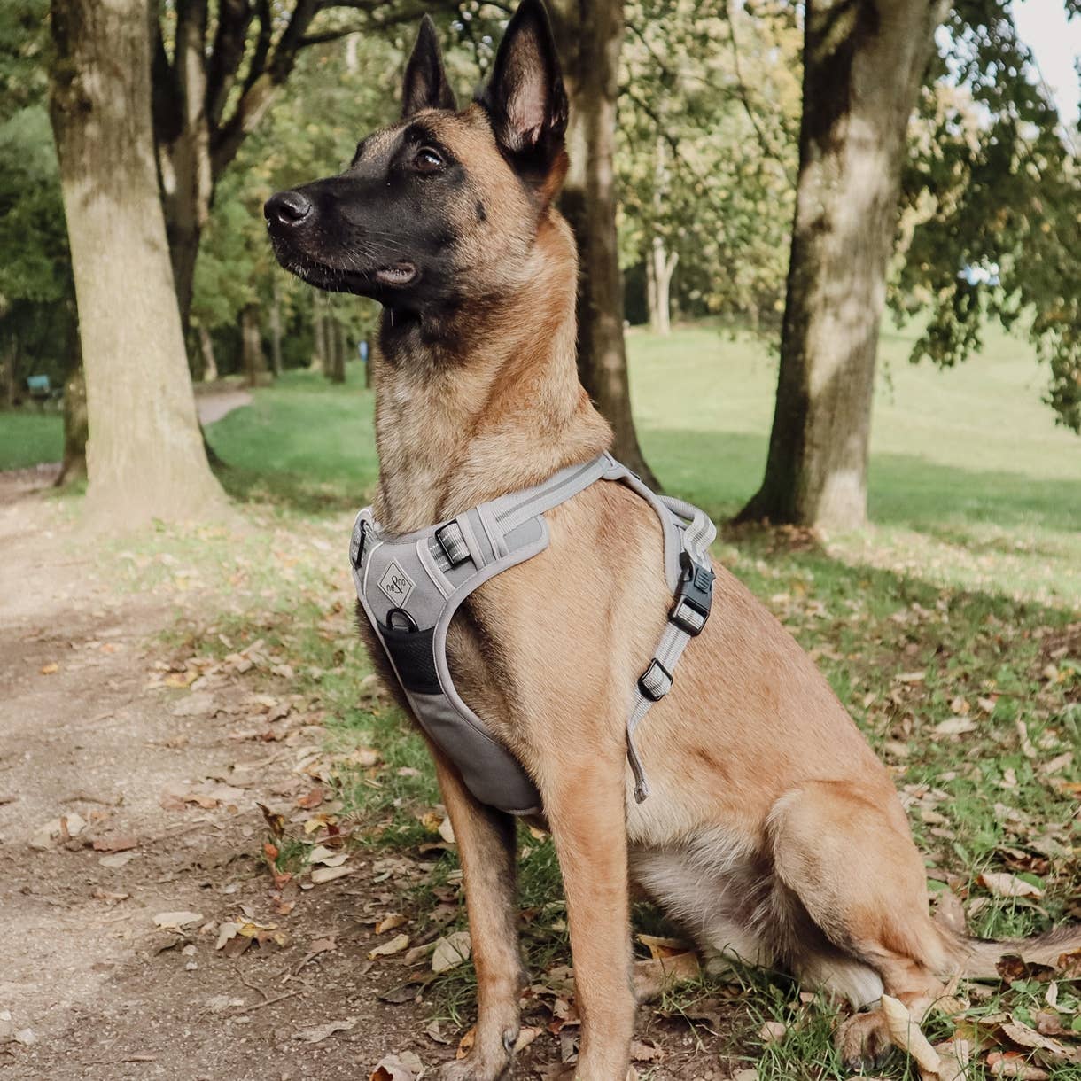 Reflective anti-pull harness