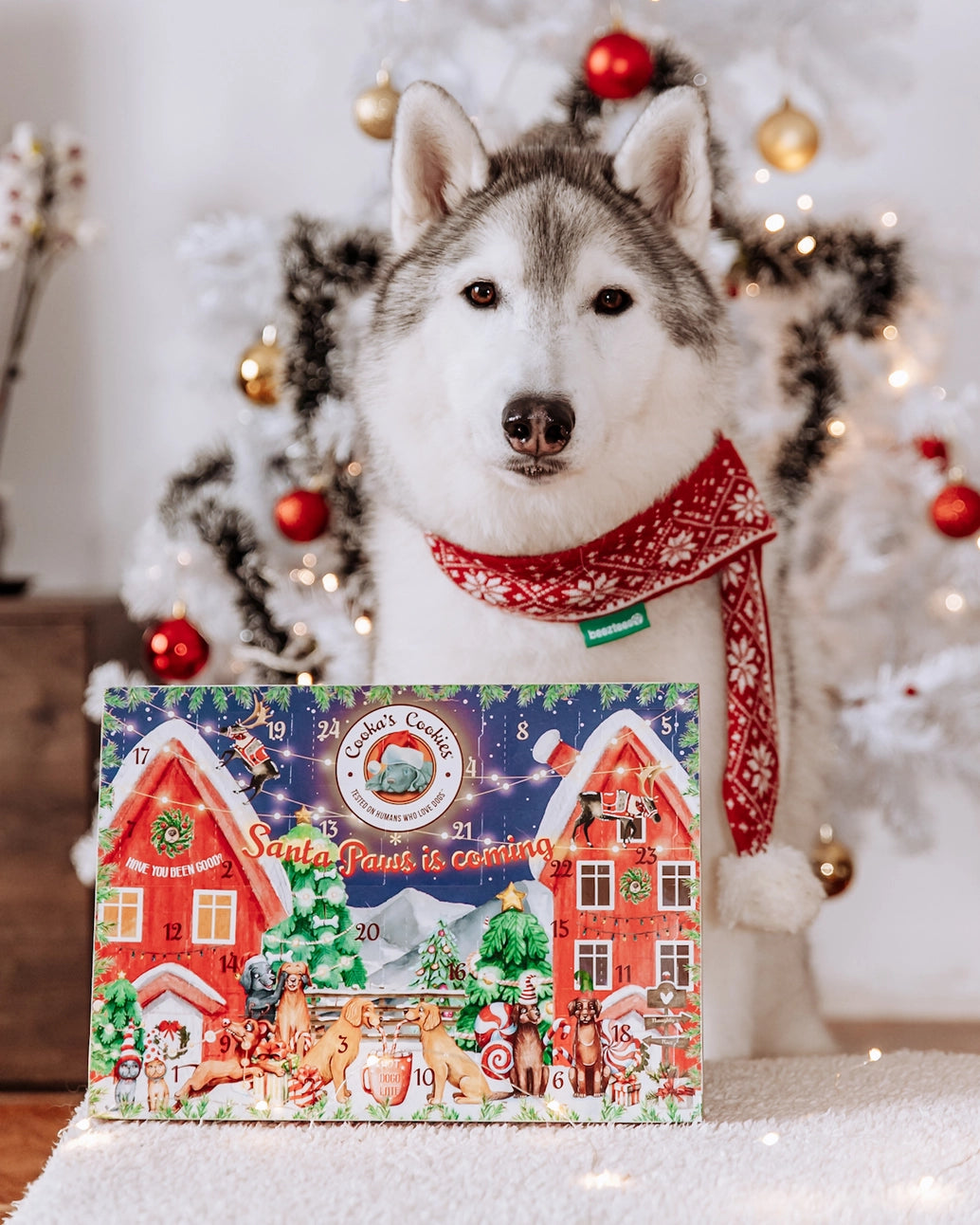 Adventskalender mit 48 Leckerlis für Hunde