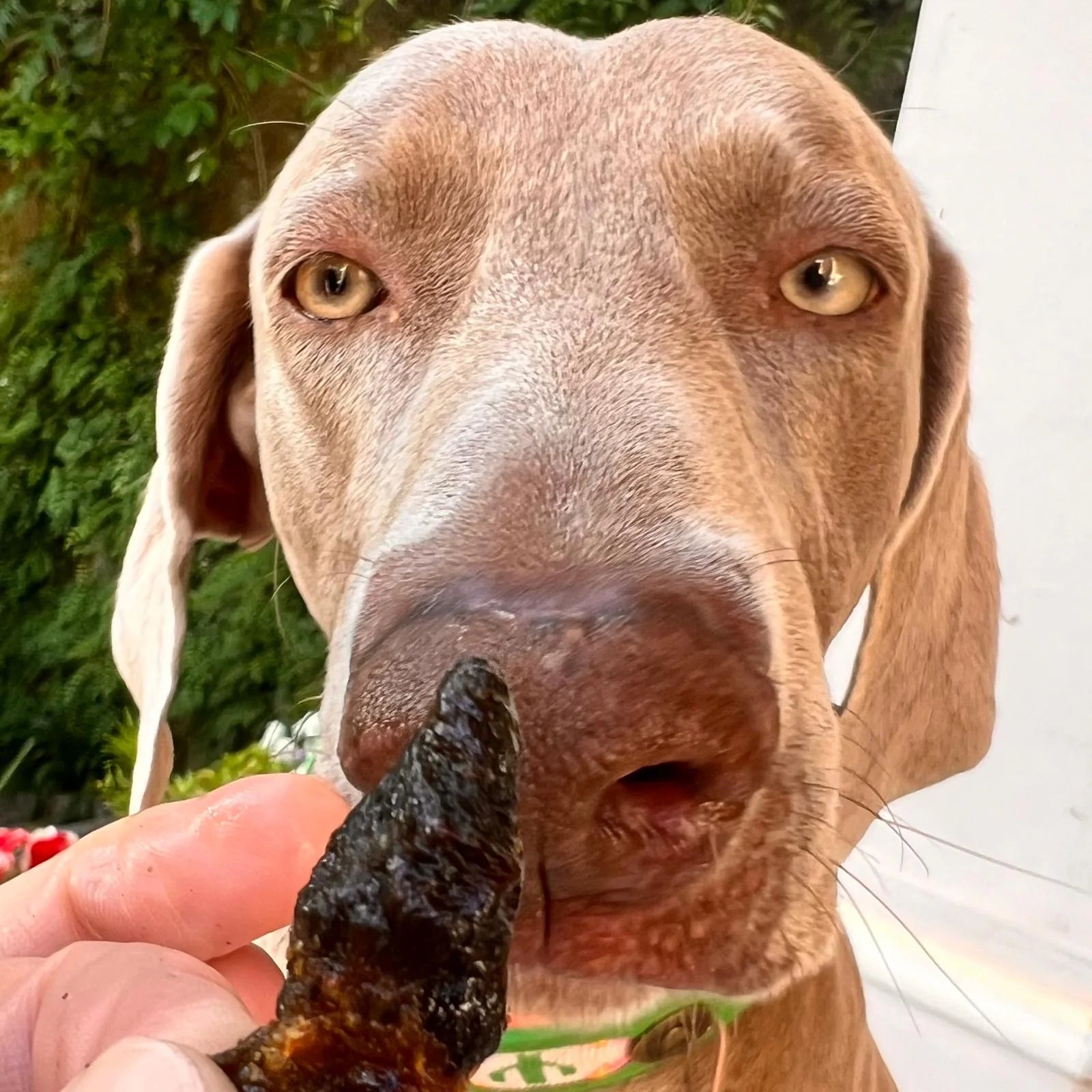 Air-dried chicken hearts for dogs