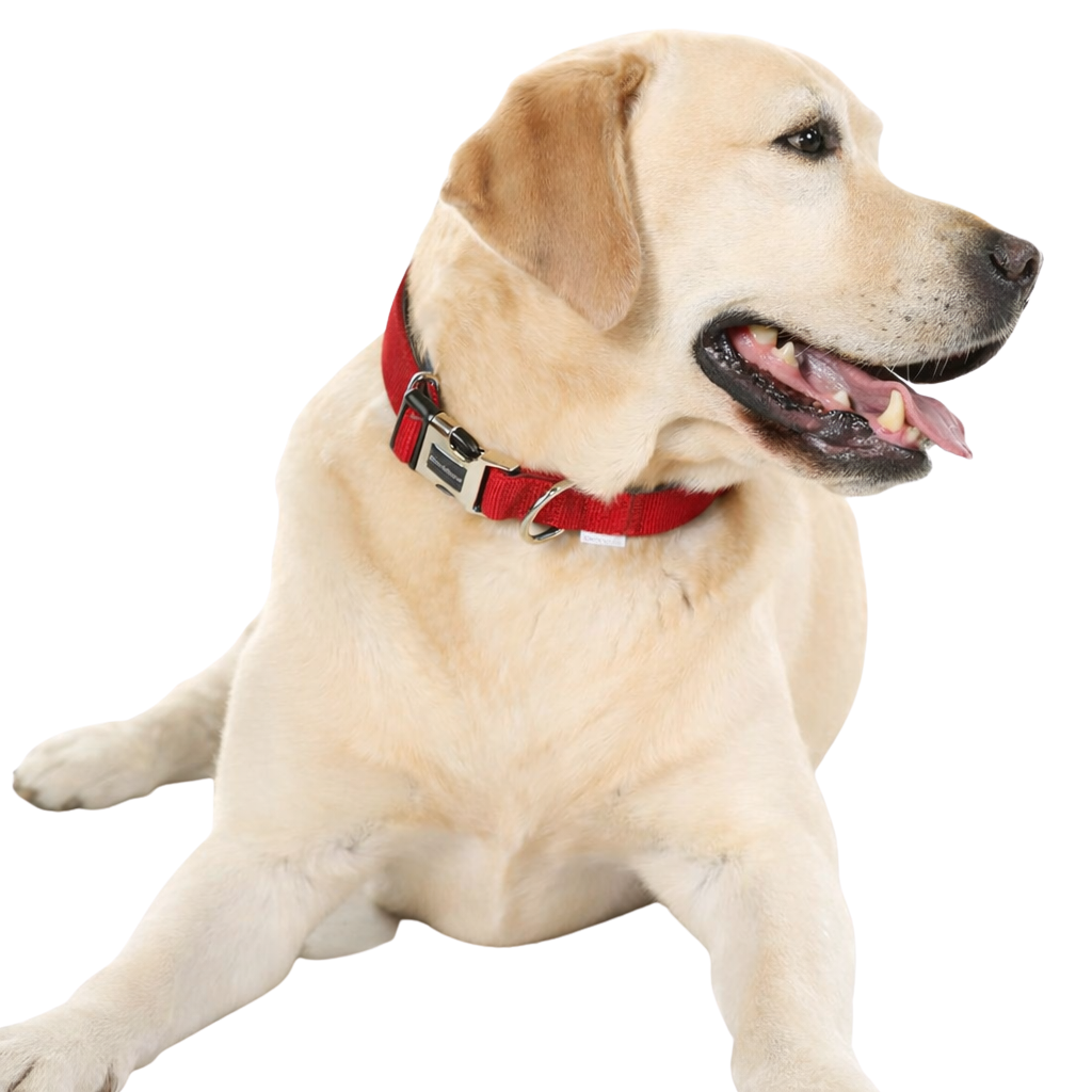 Collier réglable rembourré