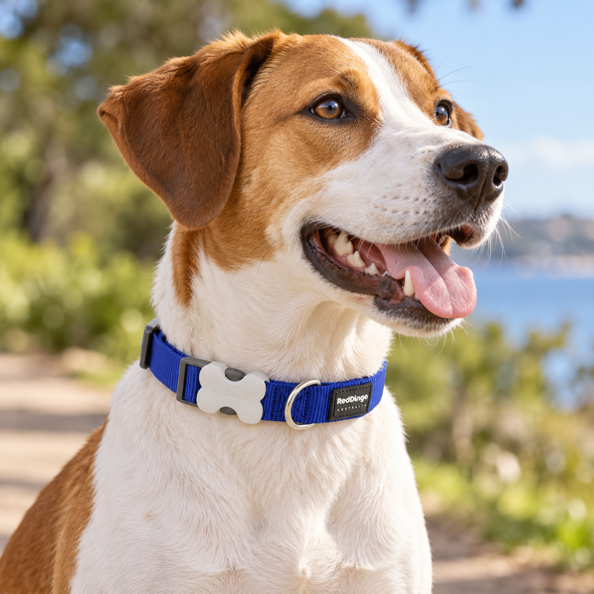 Verstellbares Nylonhalsband für Hunde