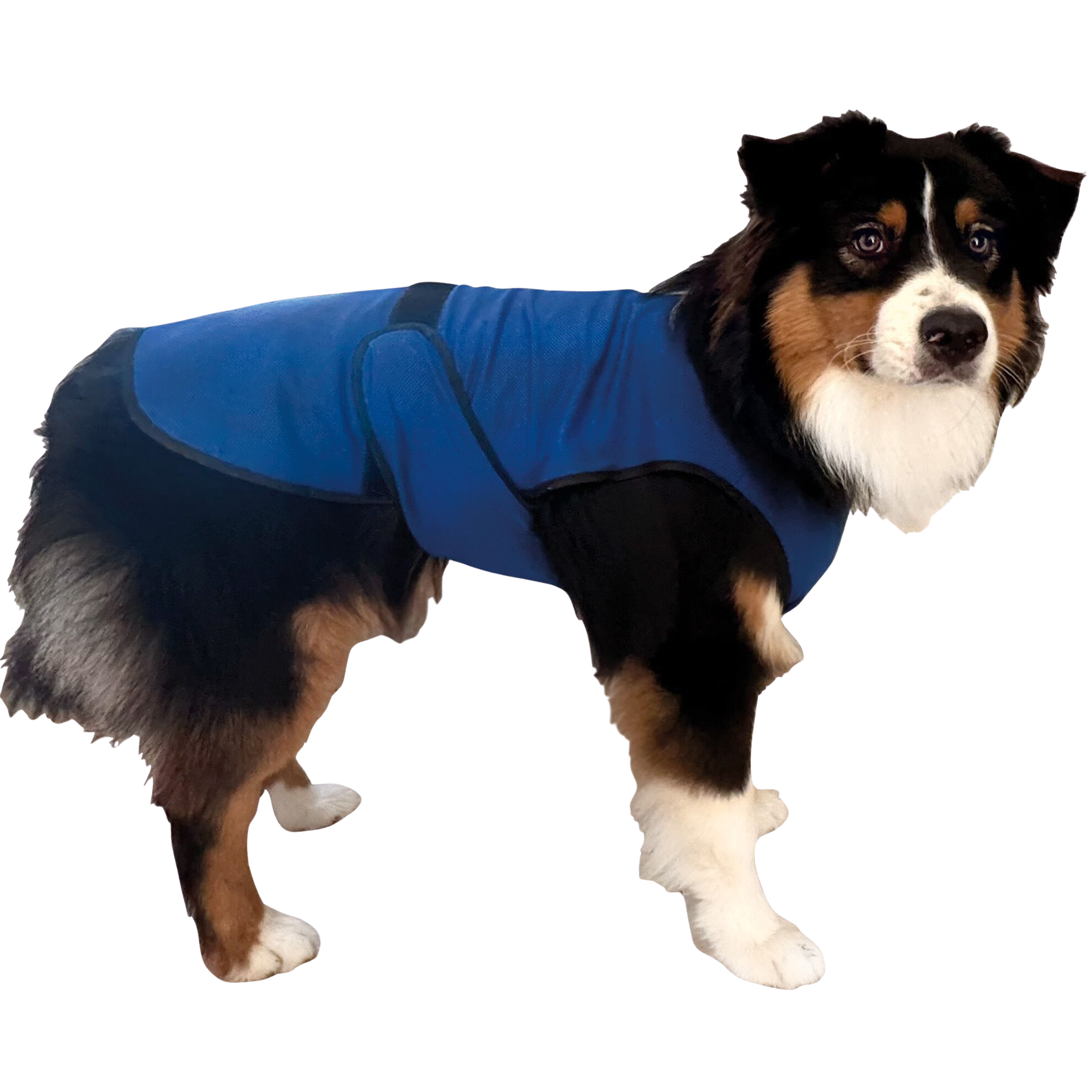 Veste rafraîchissante pour chiens