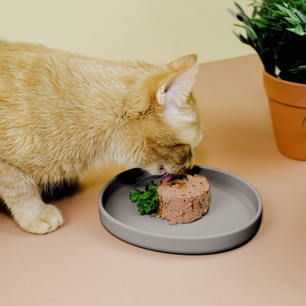 Gamelle plate en silicone