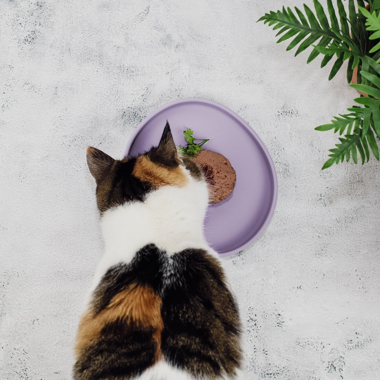 Gamelle plate en silicone