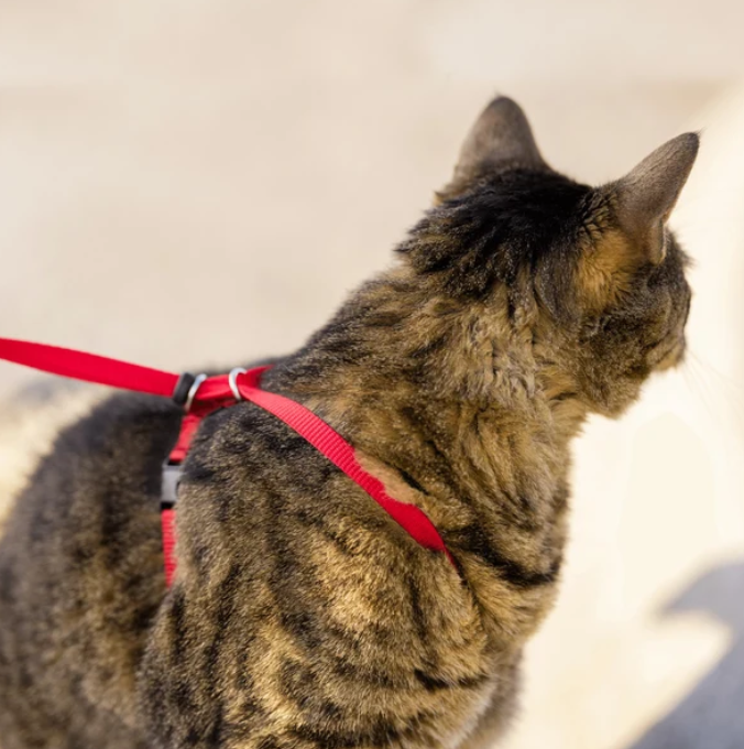 Easy Walk® Geschirr und Leine für Katzen