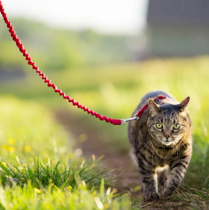Easy Walk® Geschirr und Leine für Katzen