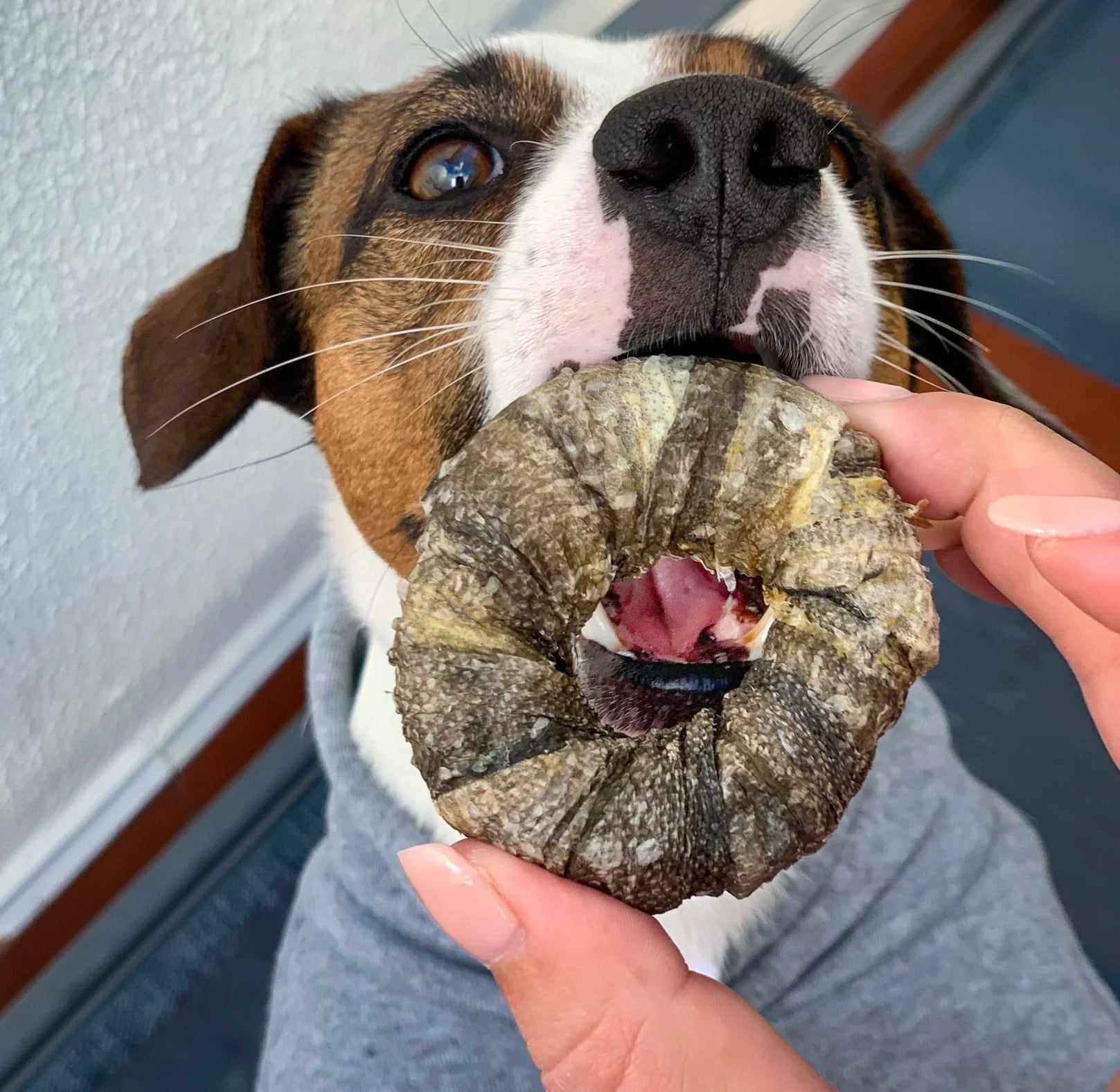 Friandises au cabillaud à mâcher pour chiens