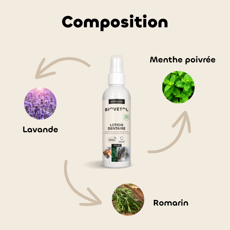 Dental lotion with organic plant-based active ingredients