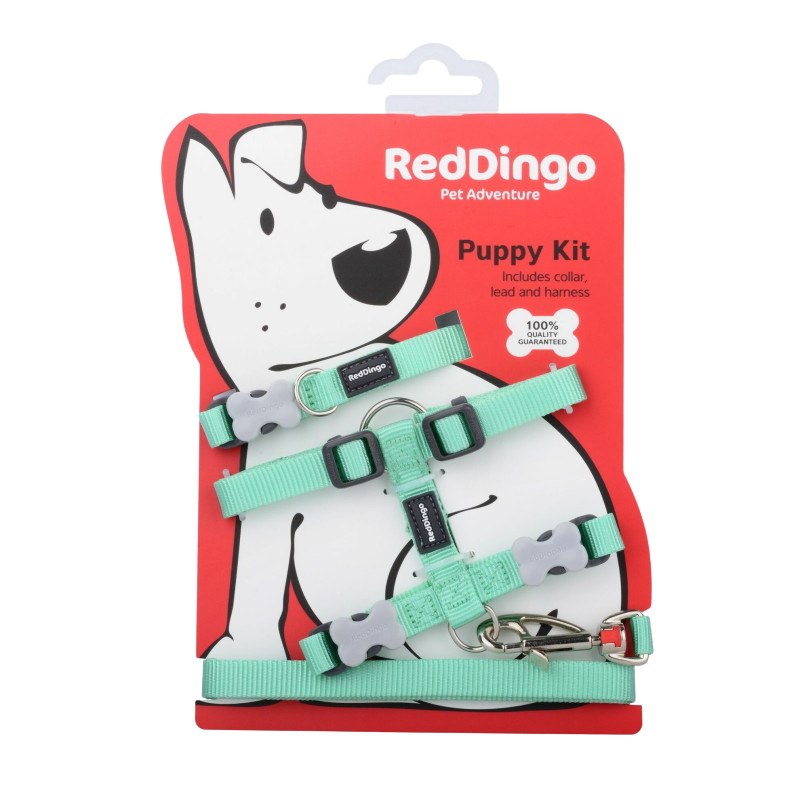 Kit collier, harnais et laisse vert pastel pour chiots