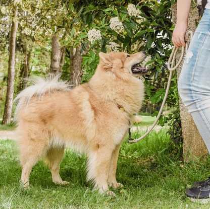 Laisse en polyamide et cuir