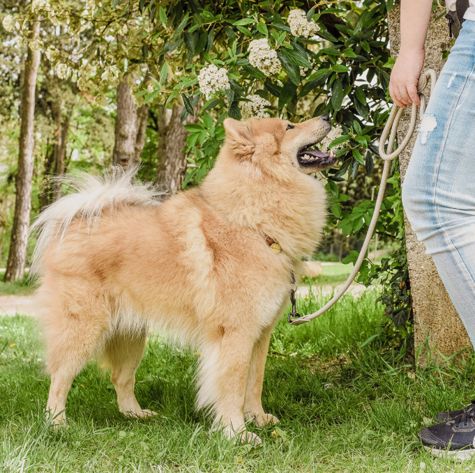 Laisse en polyamide et cuir