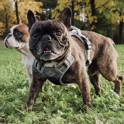 Reflective anti-pull harness
