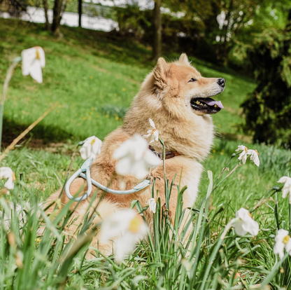 Laisse en polyamide et cuir