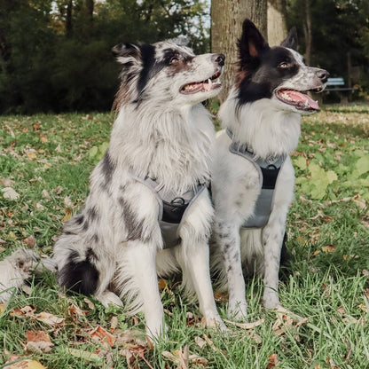 Reflective anti-pull harness