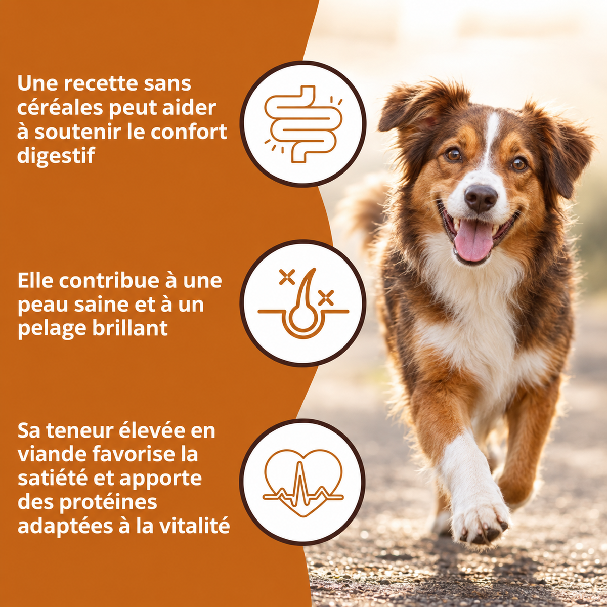 Pienso de pollo y batata para perros adultos