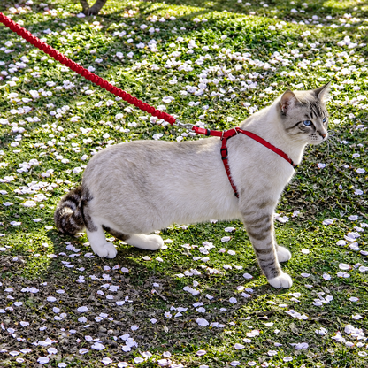 Easy Walk® Geschirr und Leine für Katzen