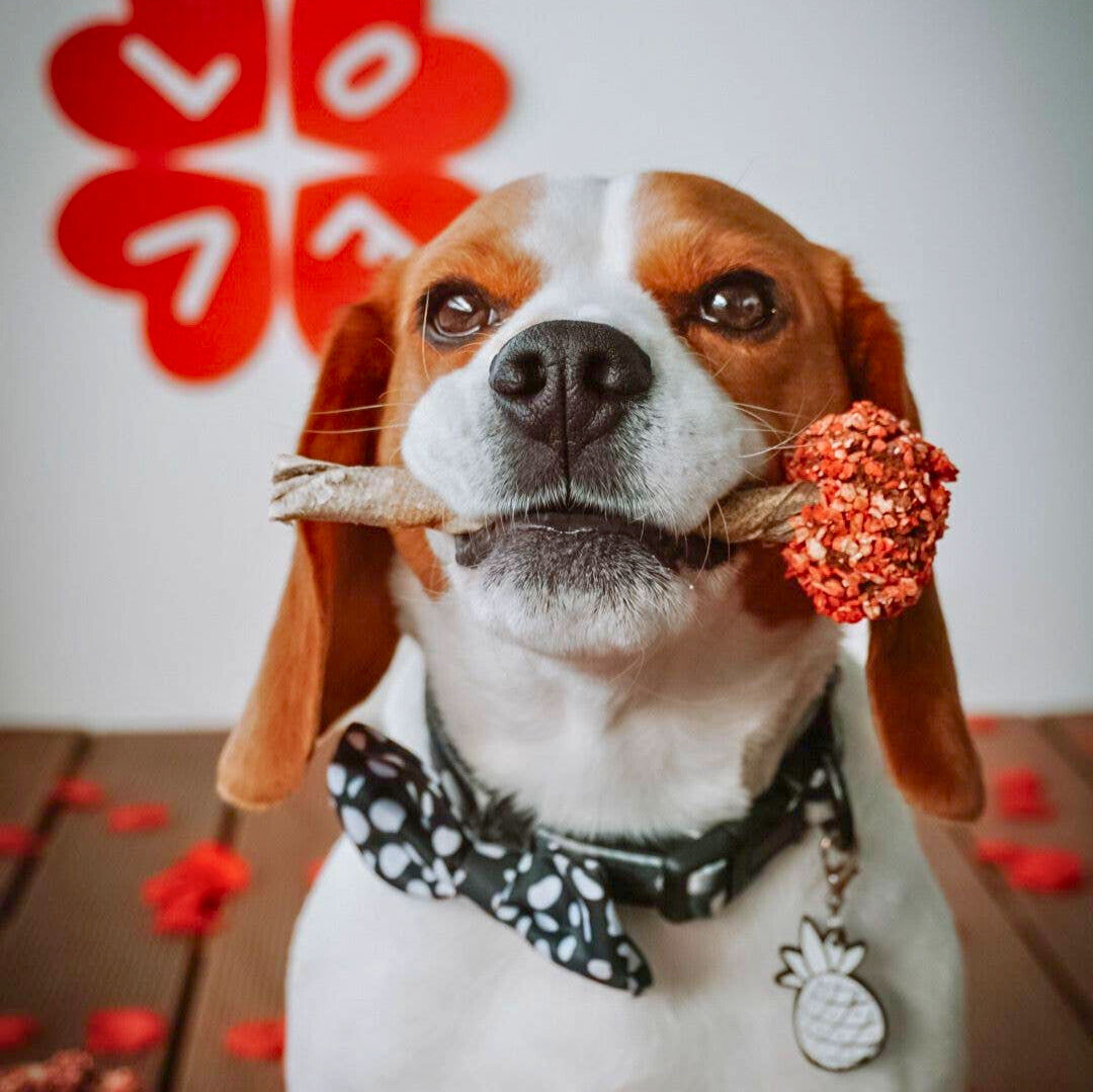 Friandise dinde et peau de morue pour chiens