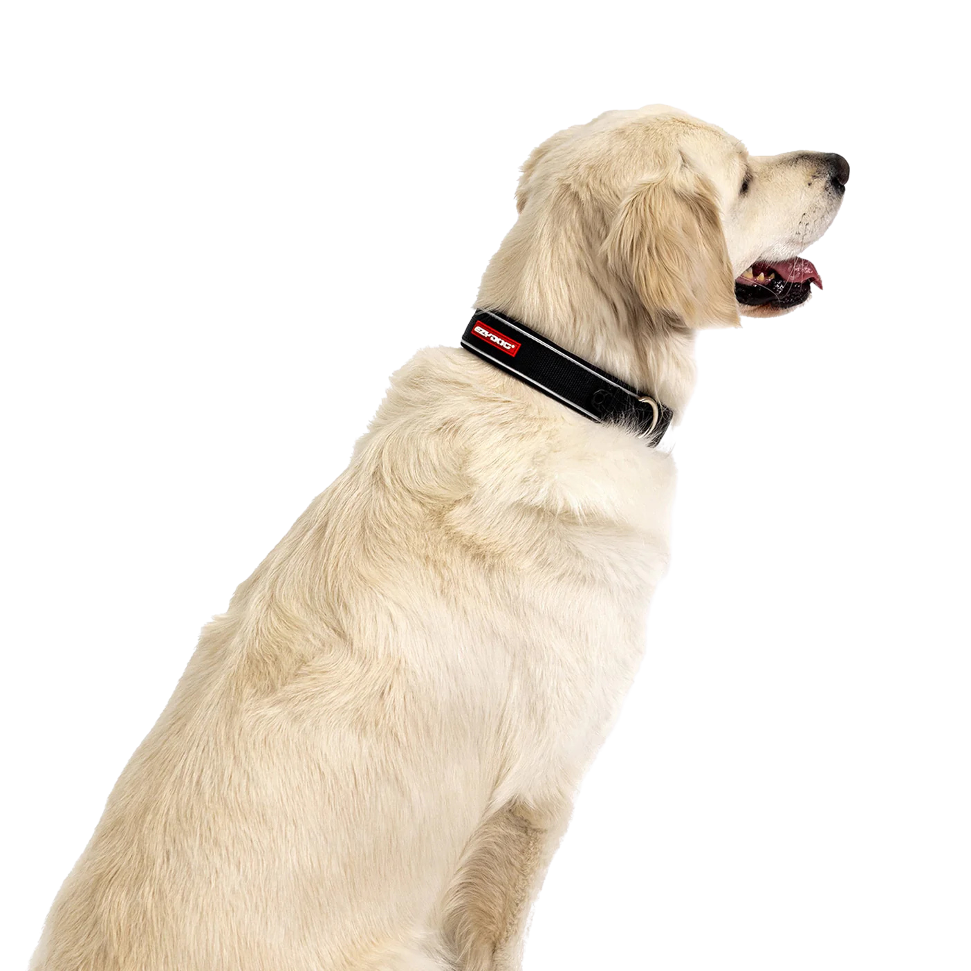 Collier Neo Classic en néoprène pour chiens
