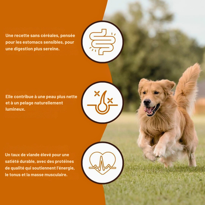 Croquettes au bœuf Angus