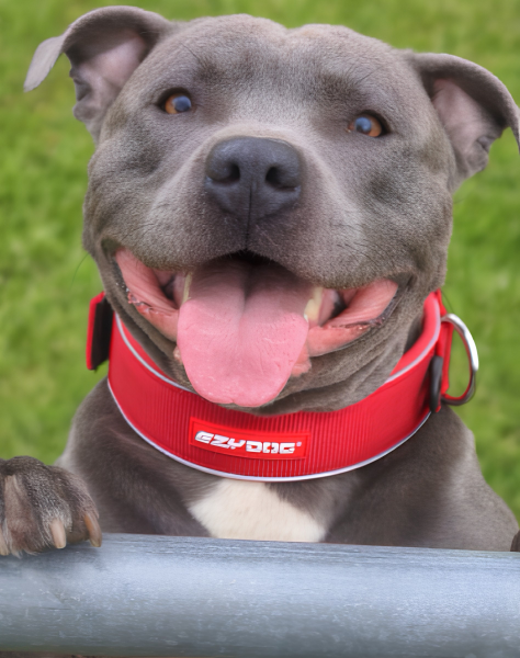 Collier Neo Classic en néoprène pour chiens