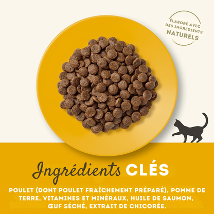 Chicken-flavored kibble for adult cats
