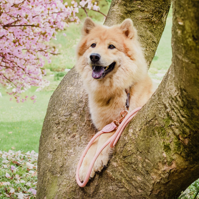 Laisse en polyamide et cuir