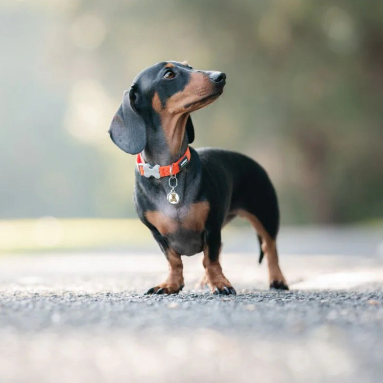Verstellbares Nylonhalsband für Hunde