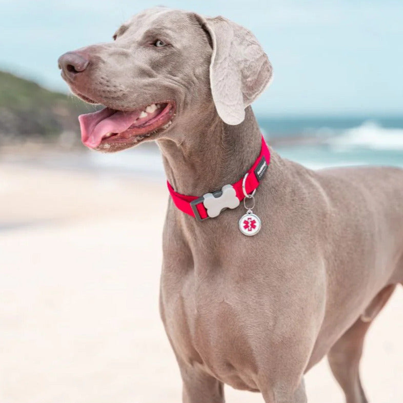 Verstellbares Nylonhalsband für Hunde