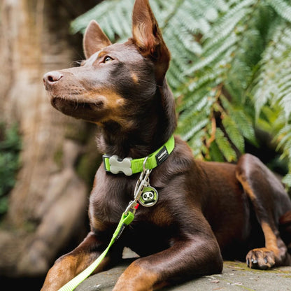 Verstellbares Nylonhalsband für Hunde