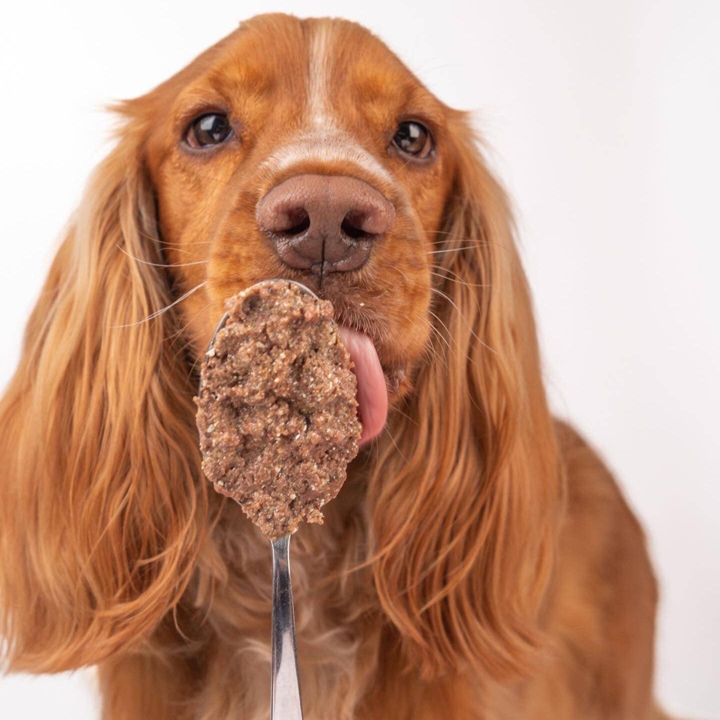 Fresh duck pâté with sweet potatoes and pumpkin