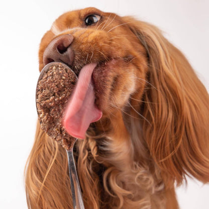 Fresh duck pâté with sweet potatoes and pumpkin