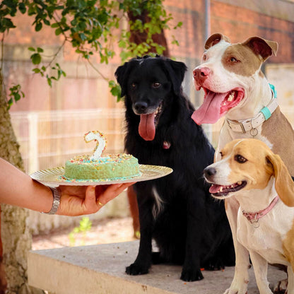 Boxed Cake - Chicken or Krill Cake Mix for Dogs