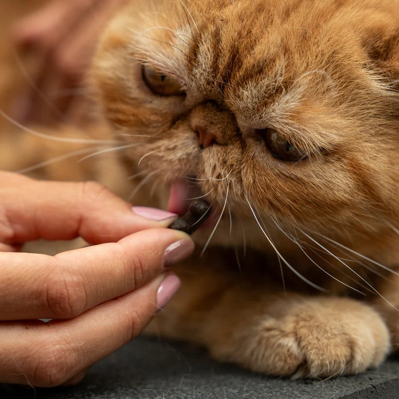 Anti-stress food supplement for cats