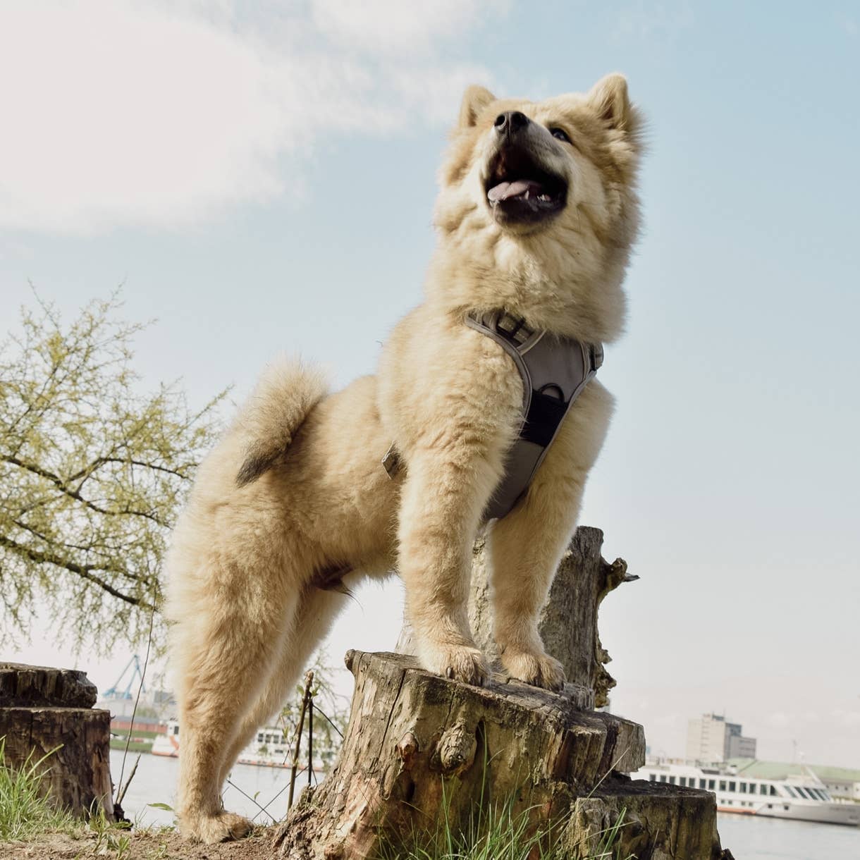 Reflective anti-pull harness