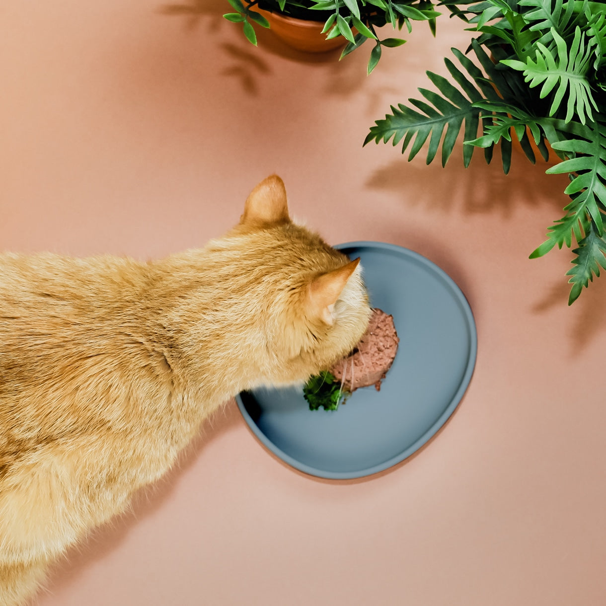 Gamelle plate en silicone