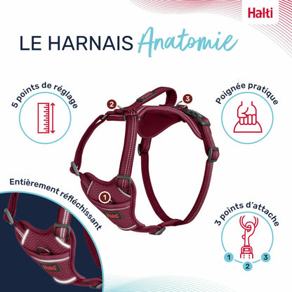 Harnais anatomique ajustable pour chiens