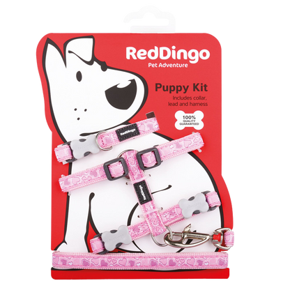 Kit collier, harnais et laisse Breezy Love pour chiots