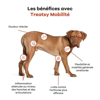Huile nutritionnelle pour les hanches et articulations